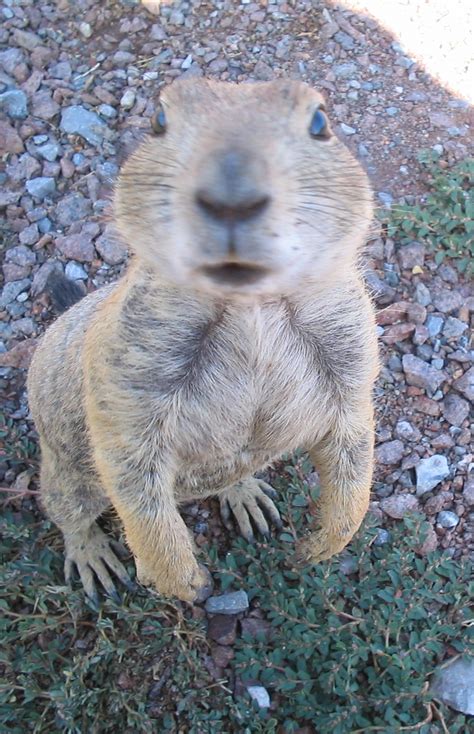 1000 Images About Meerkats And Prairie Dogs On Pinterest