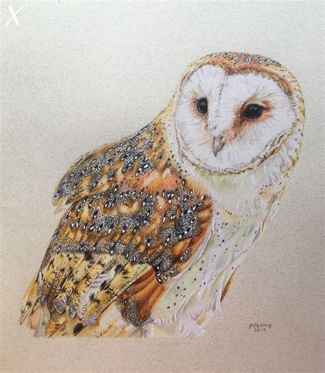 Barn Owl Colored Pencil 22 Hours 9x12 This Is For Sale Email