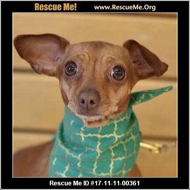 Dogs and puppies cats and kittens horses rabbits birds snakes. Illinois Dachshund Rescue ― ADOPTIONS ― RescueMe.Org