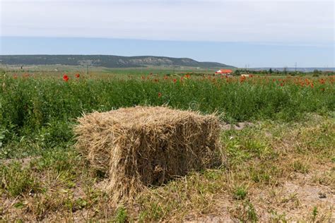 Haystack Or Hay Straw Mowed Dry Grass Hay In Stack On Farm Field Hay