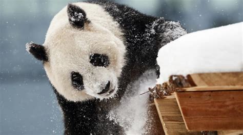 Chinas Expanding Panda Diplomacy Newsroom Panama