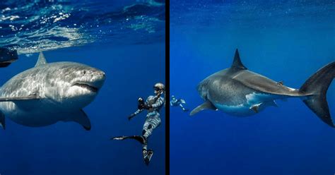 Diver Snapped Swimming With Worlds Largest Great White Shark Deep Blue Meaww