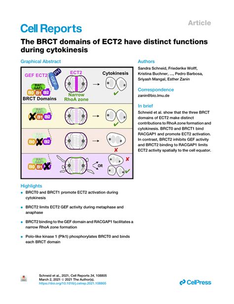 Pdf The Brct Domains Of Ect2 Have Distinct Functions During Cytokinesis