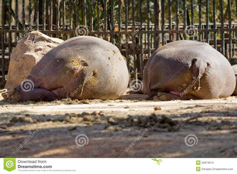 La Cara Posterior De Un Hipopótamo Foto De Archivo Imagen De Cubo