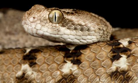 Saw Scaled Viper Pictures Az Animals