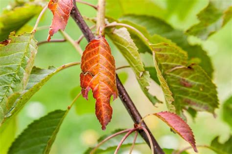 Cherry Tree Diseases Top Tips On Identification And Control