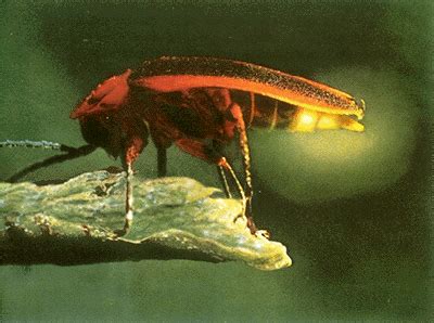 Free fire is the ultimate survival shooter game available on mobile. Fireflies in Kerala