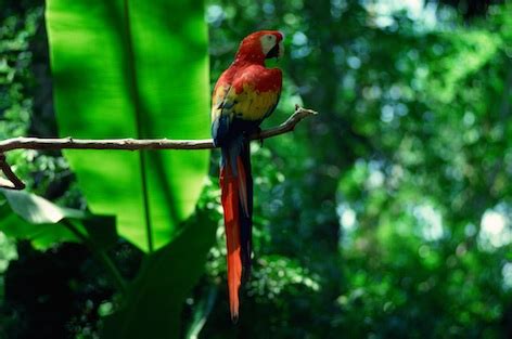 Rainforests are the most biodiverse places on earth. Tropical Rainforest — kidcyber