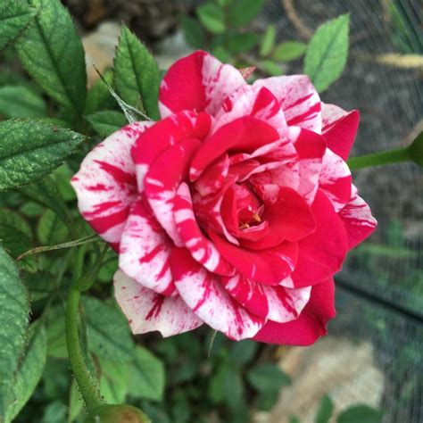 Red And White Striped Grocery Store Rose Cultivar Id In The Roses