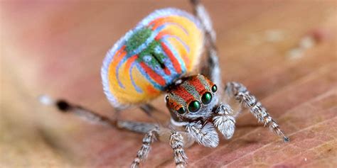 This Dancing Spider Will Cure All Of Your Post Holiday Blues Video Huffpost