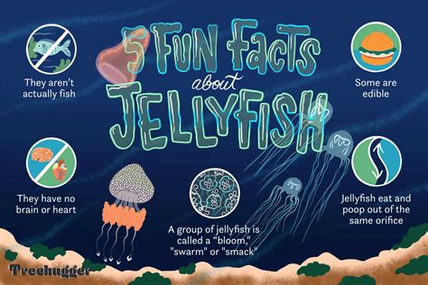 12 Fascinating Facts About Jellyfish