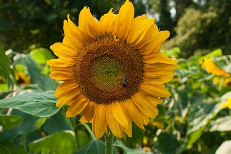 Here you'll learn how to grow sunflowers, how they are pollinated, how to choose a variety, and how to deal with common problems. How Long to Germinate Sunflower Seeds | HGTV