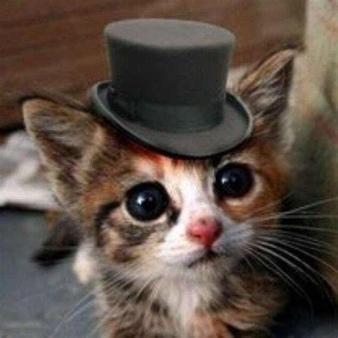 32 Insanely Adorable Cats Wearing Hats Cat Care Cute Cats Pics Of