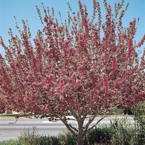 1233 Gallon Pink Radiant Crabapple Flowering Tree In Pot