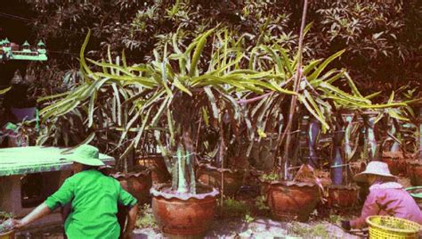 The plant must be grown on a trellis of some kind. Growing dragon fruit in containers, Pitaya festival 2005