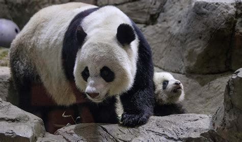 Giant Panda At National Zoo Gives Birth To Two Live Cubs Wutc