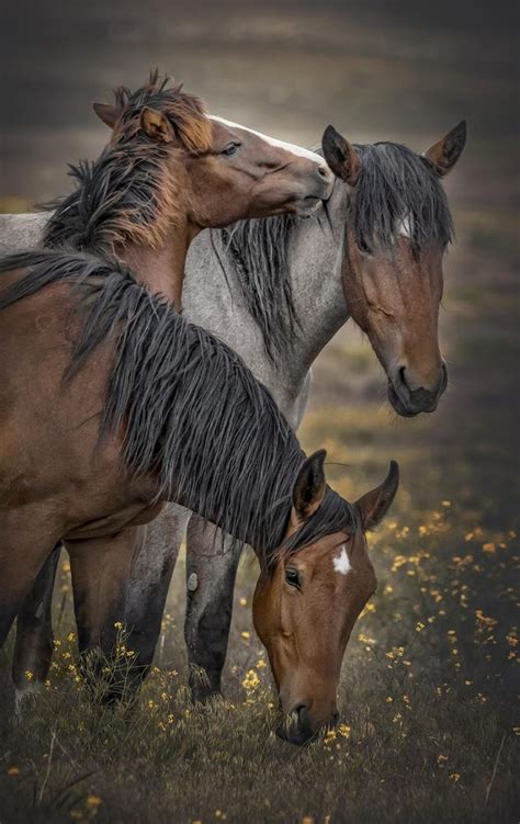 The Wild Mustangs of Onaqui Mountains: In Danger | HORSE NATION