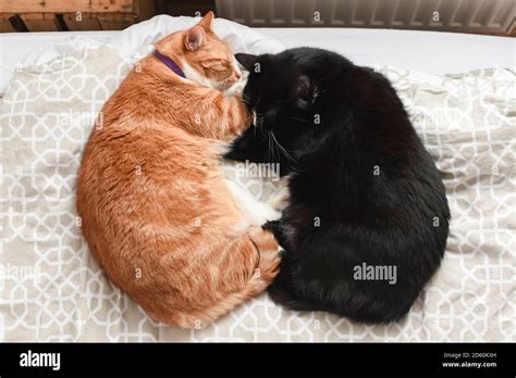 Two Cats Cuddling Together On A Chair At Home Stock Photo Alamy