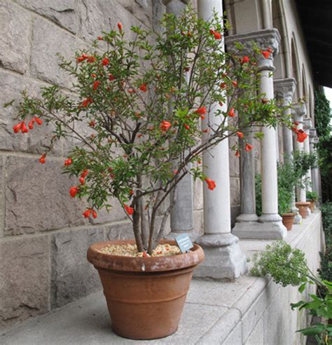Potted Pomegranate Trees