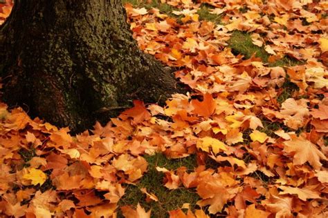 10 Things Everyone In Washington Does During The Fall Season Fall