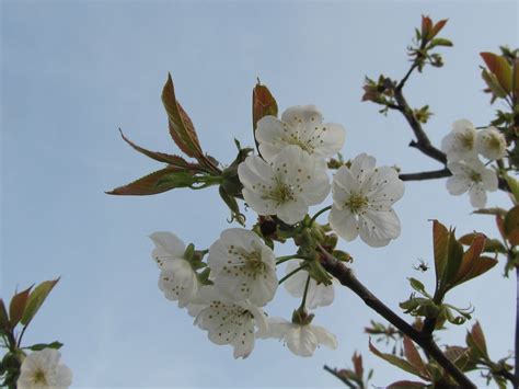 I ciliegi vanno piantati in filari distanti da un minimo di 5×4 a 6×6 metri. Come Coltivare il Ciliegio (Prunus avium) | Il Gusto Della ...