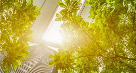 Why Do Plants Need Light Understanding Photosynthesis