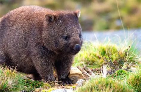 Wombat Description Habitat Image Diet And Interesting Facts