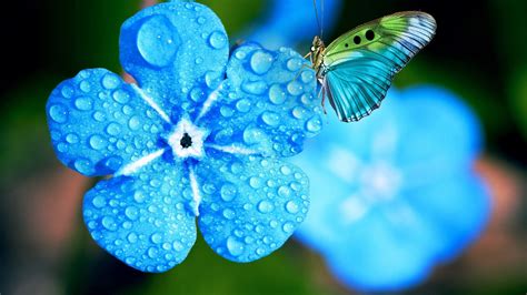 Dew Blue Myosotis Flowers With Water Drops In Blur Background Butterfly