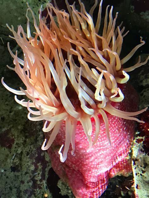Pink Sea Anemone On A Coral Reef Stock Photo Image Of Anemone Reef