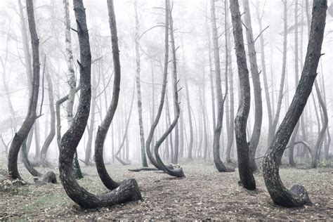 Crooked Forest 400 Pine Trees Are Oddly Bent 90 Degrees Parallel To
