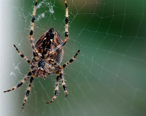 Backyard Spiders