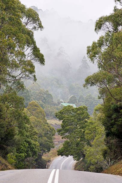 Tasmanian Forest Stock Photos Pictures And Royalty Free Images Istock