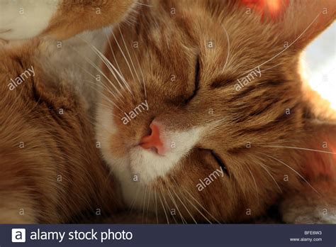 Cute Ginger And White Kitten Hi Res Stock Photography And Images Alamy