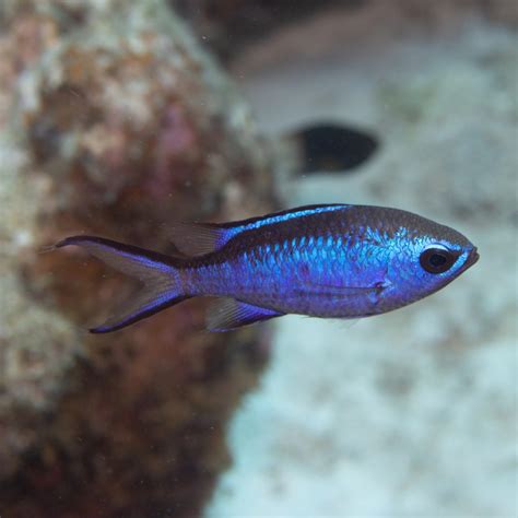 Lightning Double Bar Chromis Fish And Coral Store