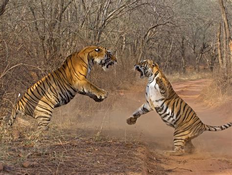 Tiger Fight Photoshopbattles