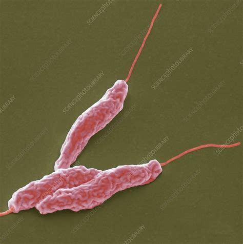 Campylobacter Jejuni Bacteria Sem Stock Image C Science