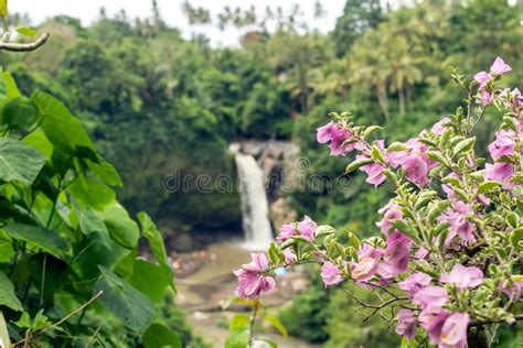 Waterfall Deep In The Tropical Rain Forest Of Ubud Tropical Bali