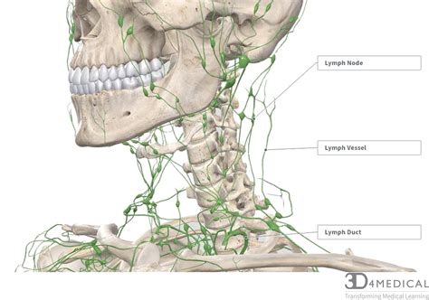 Lymph Node Back Of Neck Anatomy Multiple Sclerosis The Vascular