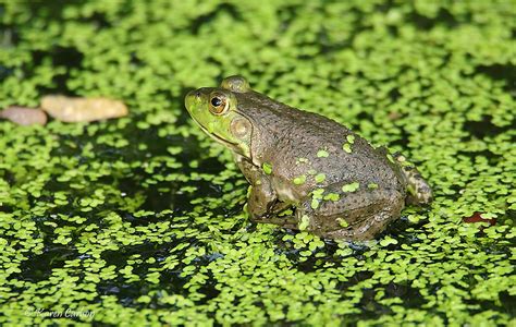 American Bullfrog Lithobates Catesbeianus Wildwood Park Flickr