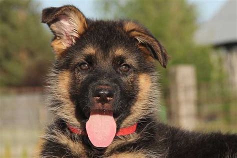 German Shepherd Puppy Crate Training The A B Cs Of How To Do It Right