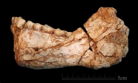 Oldest Fossils Of Homo Sapiens Found In Morocco Altering History Of