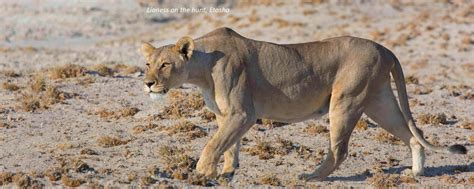Wildlife Safari Essential Namibia With Lawsons Safaris
