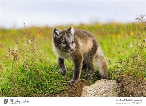 Young Playful Arctic Fox Cub In Iceland Summer A Royalty Free Stock