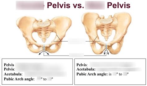 Female Pelvis Vs Male Pelvis Diagram Quizlet