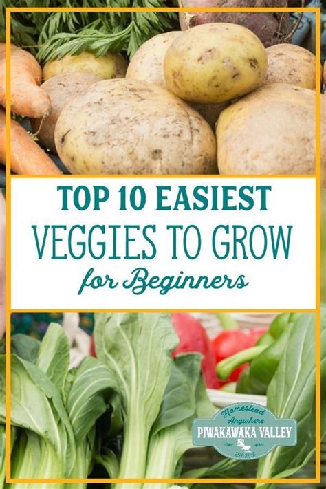 The 10 Easiest Vegetables To Grow For Beginners With Images Easy