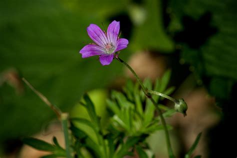 Cutleaf Geranium Geranium Dissectum Found Several Of Thes Flickr