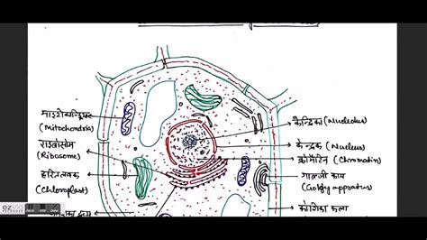 It is easier to describe these parts by using diagrams plant and animal cells. Biology GK in Hindi || The Cell || Plant and Animal Cell ...