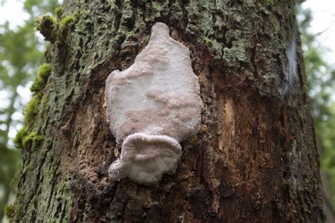 Fungi Growing On A Dead Tree Stock Photo Image Of Fungus Dead 36219134