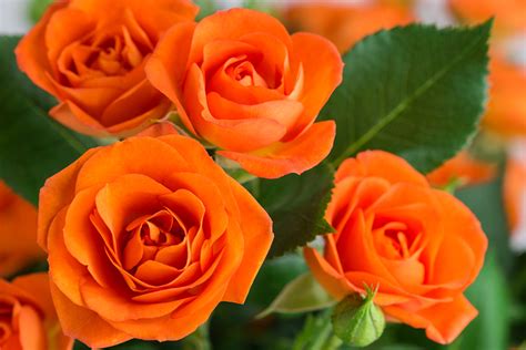 Picture Rose Orange Flower Closeup