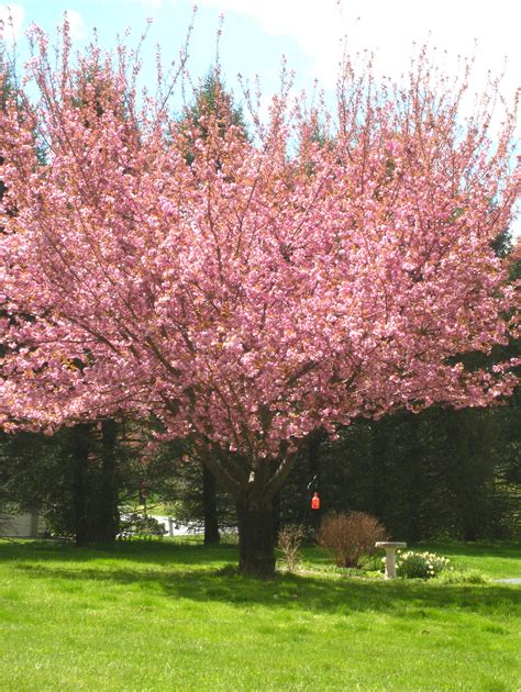 Kwanzan Cherry I Want One If These Trees Front Landscaping Planting Flowers Garden Inspiration